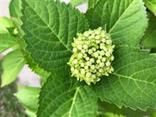 紫陽花 紫陽花