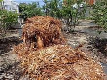 家庭果樹園　ブルーベリーの樹皮を調達