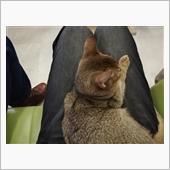 アフターコロナにしたいことの ...