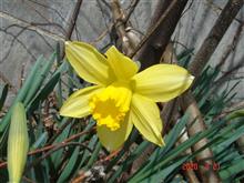 🌸　YELLOW　昨日と異株で多分同種　所有済み