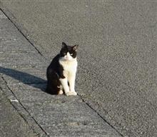 地域猫