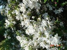 🌸　WHITE　４０分前の画像と思います・・・