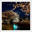 さくら2020🌸 〜 夜桜と富士山🗻
