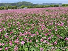 【８日目②】野上野れんげの里 [2019年GW◆京都府北部～兵庫県ツーリング]