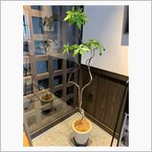 鉢替え…