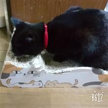 猫缶とスイカ 猫缶とスイカ