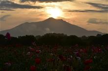 ダイヤモンド筑波山もどきとポピー