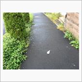 埼玉県民ですが意識は高いの。
