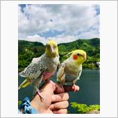 オカメインコとお散歩