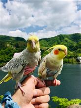 オカメインコとお散歩