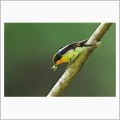 自粛解禁後の初鳥撮りは　・・ ...