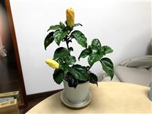 成長早すぎ！