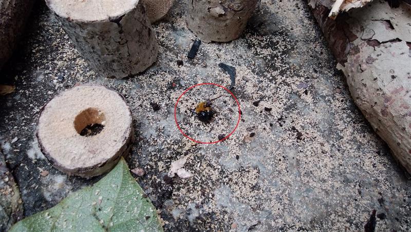 お庭掃除 害虫駆除は早めに 唐草熊次郎のブログ エ うーん みんカラ
