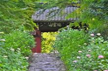 6月の おつとめ 紫陽花と お前はだれだっ!? 6月の おつとめ 紫陽花と お前はだれだっ!?