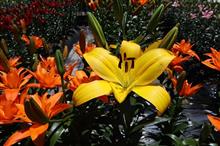 播磨路と「ゆり」の花