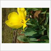 🌸　YELLOW