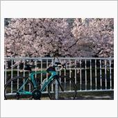 桜　ライド