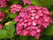 ちょっと紫陽花、見てきました(^^♪