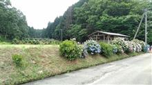 アジサイ祭りは中止、でもアジサイは咲きます！