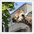 2代目クロエコ号の納車から48週間　円山動物園へ