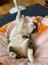 やっとステップ1になりました。