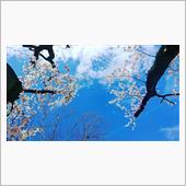 桜2020Ⅱ！