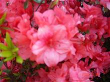 🌸　RED