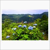 高原に咲く紫陽花、偶然にも鳥 ...