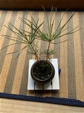 伸びしろがある 伸びしろがある