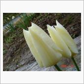 🌷　WHITE　＆　YEL ...