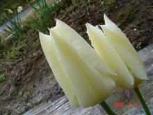 🌷　WHITE　＆　YELLOW