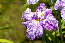 花菖蒲の季節2020 ① 花菖蒲の季節2020 ①