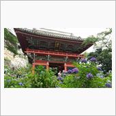 紫陽花ドライブ。