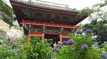 紫陽花ドライブ。