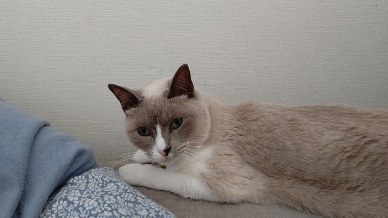 やきもち ゞ 猫 ゆき スノーシュー あや アビシニアン やきもち どんみみのブログ 気分は迎撃戦闘機2 みんカラ