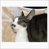 チビちゃん熟睡中（我が家の猫）