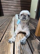 カーロフォレスタ　玉響の風　つるちゃんと