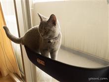猫のいる生活　ウインドウベッドで日向ぼっこスペースを作ってみた
