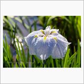 【リベンジ】ふたたびの花菖蒲 ...