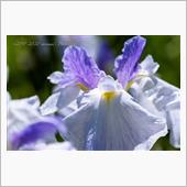 【リベンジ】ふたたびの花菖蒲 ...