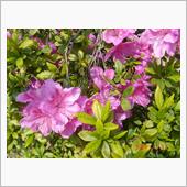 🌸　PURPLE
