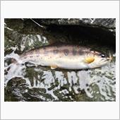 今年3回目のアマゴ釣り