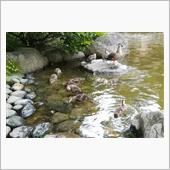 🐦蚕糸の森公園のかるがも親子