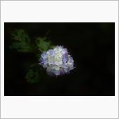 信州の紫陽花寺　伊那市　深妙寺