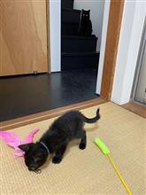 小熊からくまモンに成長