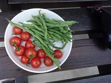 最近の家庭菜園