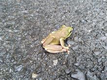 Creature of a Day