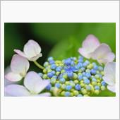 マクロで紫陽花