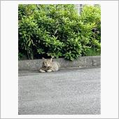 こんにちは！