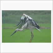 渡良瀬遊水池　コウノトリ　2 ...